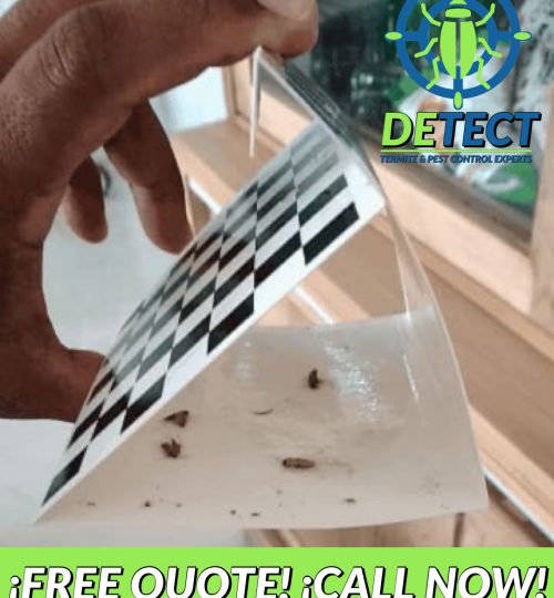 pest control curacao