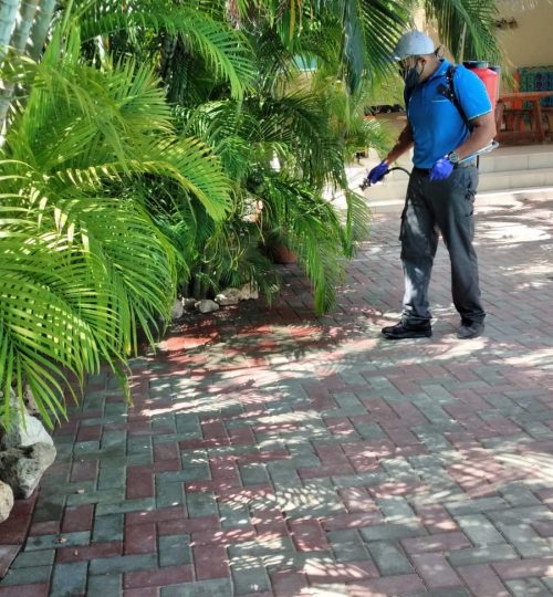 Detect termite & Pest Control Experts