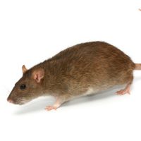 Going rat on white background